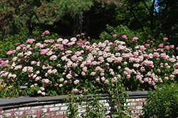 Invincibelle Spirit Smooth Hydrangea (Hydrangea arborescens 'NCHA1') at Stonegate Gardens
