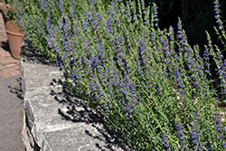 Dwarf Blue Hyssop (Hyssopus officinalis 'Nana') at A Very Successful Garden Center