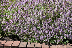 Common Thyme (Thymus vulgaris) at The Mustard Seed