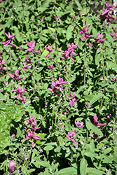 Pink Sundae Salvia (Salvia viridis 'Pink Sundae') at Stonegate Gardens