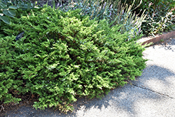 Buffalo Juniper (Juniperus sabina 'Buffalo') at Lakeshore Garden Centres