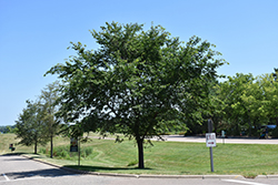 Cathedral Elm (Ulmus 'Cathedral') at Stonegate Gardens