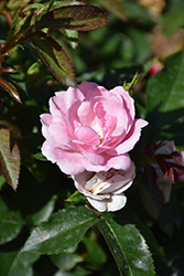 Pinktopia Rose (Rosa 'Balmas') at Stonegate Gardens