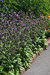 Hummelo Betony (Stachys monieri 'Hummelo') at Lakeshore Garden Centres