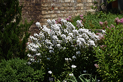 Flower Power Meadow Phlox (Phlox maculata 'Flower Power') at A Very Successful Garden Center