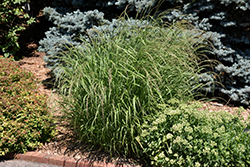 Red Switch Grass (Panicum virgatum 'Rotstrahlbusch') at Stonegate Gardens