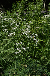 Wild Quinine (Parthenium integrifolium) at Stonegate Gardens