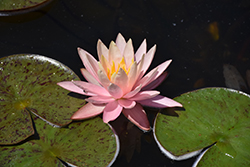 Pink Grapefruit Hardy Water Lily (Nymphaea 'Pink Grapefruit') at Lakeshore Garden Centres
