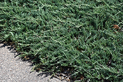 Bar Harbor Juniper (Juniperus horizontalis 'Bar Harbor') at Lakeshore Garden Centres