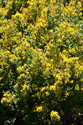 Royal Gold Woadwaxen (Genista tinctoria 'Royal Gold') at Lakeshore Garden Centres