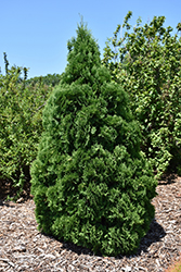 Holmstrup Arborvitae (Thuja occidentalis 'Holmstrup') at Stonegate Gardens