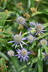Blue Star Alpine Sea Holly (Eryngium alpinum 'Blue Star') at Stonegate Gardens