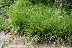 Greenlee Hybrid Moor Grass (Sesleria 'Greenlee') at A Very Successful Garden Center