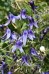 Solitary Clematis (Clematis integrifolia) at Stonegate Gardens