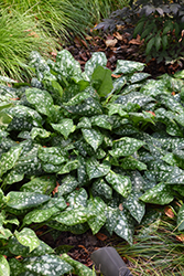 Sissinghurst White Lungwort (Pulmonaria 'Sissinghurst White') at Stonegate Gardens