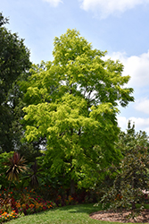 Frisia Locust (Robinia pseudoacacia 'Frisia') at Stonegate Gardens