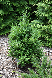 Green Mountain Boxwood (Buxus 'Green Mountain') at Lakeshore Garden Centres