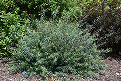 Canyon Blue Arctic Willow (Salix purpurea 'Canyon Blue') at Stonegate Gardens