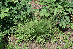 Poul Petersen Moor Grass (Molinia caerulea 'Poul Petersen') at Stonegate Gardens