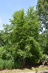 Cinnamon Flakes Chinese Birch (Betula chinensis 'KLMDD') at Stonegate Gardens