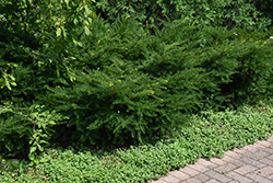 Green Wave Yew (Taxus x media 'Green Wave') at Stonegate Gardens