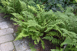 Lady in Red Fern (Athyrium filix-femina 'Lady in Red') at Lakeshore Garden Centres