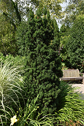 Flushing Yew (Taxus x media 'Flushing') at Stonegate Gardens