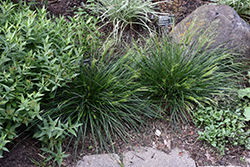 Golden Dew Tufted Hair Grass (Deschampsia cespitosa 'Goldtau') at Lakeshore Garden Centres