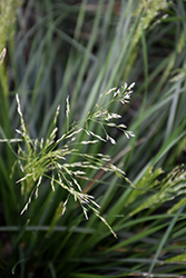 Golden Dew Tufted Hair Grass (Deschampsia cespitosa 'Goldtau') at Stonegate Gardens