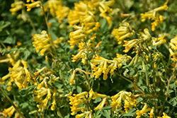 Golden Corydalis (Corydalis lutea) at Lakeshore Garden Centres
