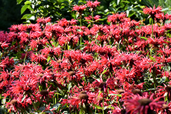 Gardenview Scarlet Beebalm (Monarda 'Gardenview Scarlet') at Stonegate Gardens