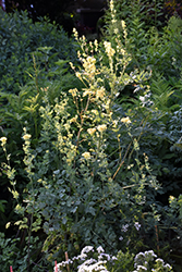 Common Meadow Rue (Thalictrum flavum) at A Very Successful Garden Center
