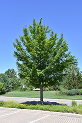 State Street Miyabe Maple (Acer miyabei 'Morton') at Lakeshore Garden Centres