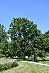 Chinkapin Oak (Quercus muehlenbergii) at Lakeshore Garden Centres