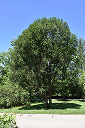 Laurel Leaf Willow (Salix pentandra) at Stonegate Gardens