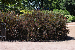 Summer Wine Black Ninebark (Physocarpus opulifolius 'SMNPMS') at Stonegate Gardens