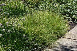 Autumn Moor Grass (Sesleria autumnalis) at Lakeshore Garden Centres