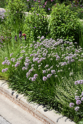 Summer Beauty Ornamental Chives (Allium tanguticum 'Summer Beauty') at Lakeshore Garden Centres