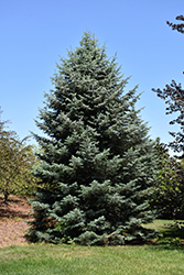 White Fir (Abies concolor) at Lakeshore Garden Centres