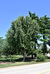 Skinner's Cutleaf Silver Maple (Acer saccharinum 'Skinneri') at Stonegate Gardens