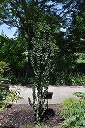 Compressa Dogwood (Cornus sanguinea 'Compressa') at Stonegate Gardens