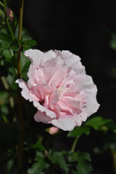 Pink Chiffon Rose of Sharon (Hibiscus syriacus 'JWNWOOD4') at Lakeshore Garden Centres