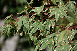 Kagiri Nishiki Japanese Maple (Acer palmatum 'Kagiri Nishiki') at Stonegate Gardens