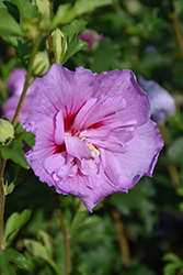 Lavender Chiffon Rose Of Sharon (Hibiscus syriacus 'Notwoodone') at A Very Successful Garden Center