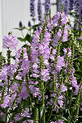 Pink Manners Obedient Plant (Physostegia virginiana 'Pink Manners') at Stonegate Gardens