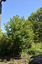 Ruby Slippers Amur Maple (Acer ginnala 'Ruby Slippers') at Lakeshore Garden Centres