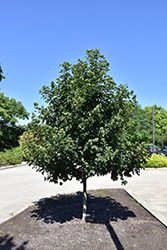 Metro Gold Hedge Maple (Acer campestre 'Panacek') at Stonegate Gardens
