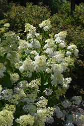 Little Lamb Hydrangea (Hydrangea paniculata 'Little Lamb') at Stonegate Gardens