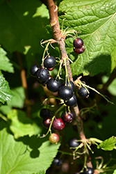 Consort Black Currant (Ribes nigrum 'Consort') at The Mustard Seed
