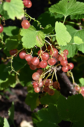 Pink Champagne Currant (Ribes sativum 'Pink Champagne') at Stonegate Gardens